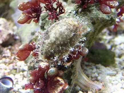 A tartalmát Cipro (Cypraea) egy tengeri akvárium