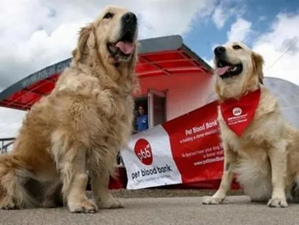 Câini donatorului de sange