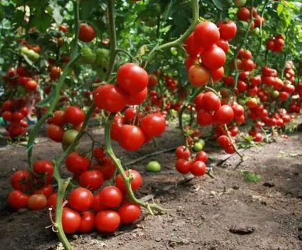 Varietatea de tomate de Barao