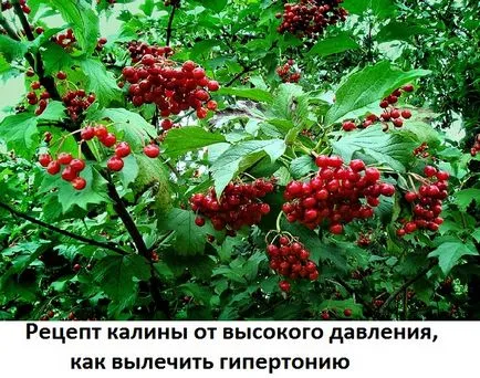 Viburnum имот за лечение на хипертония, как да се хранят, рецепти, мястото на лекарите терапии