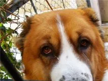 bolile de ochi la câini cauze, simptome, tratament