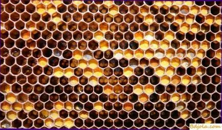Pregătirea, depozitarea și utilizarea faguri cu polen, albină bază furajere