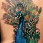 Peacock tatuaj valori 5, 50 fotografii și schițe de cele mai bune