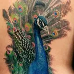 Peacock tatuaj valori 5, 50 fotografii și schițe de cele mai bune