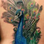 Peacock tatuaj valori 5, 50 fotografii și schițe de cele mai bune