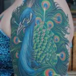 Peacock tatuaj valori 5, 50 fotografii și schițe de cele mai bune