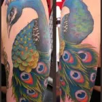 Peacock tatuaj valori 5, 50 fotografii și schițe de cele mai bune