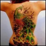 Peacock tatuaj valori 5, 50 fotografii și schițe de cele mai bune