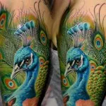 Peacock tatuaj valori 5, 50 fotografii și schițe de cele mai bune