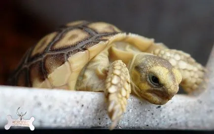 Terrárium a teknősök a biztonság és a fűtési