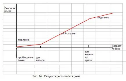 Тактики и стратегия за отглеждане на рози за рязане