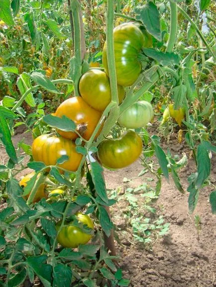 Tomate caracteristici sicriu malachitul și descrierea soiului, comentariile fotografiilor - eteplitsa