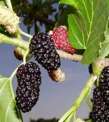 Mulberry, eperfa, eperfa, tutnik - tenyésztés, ültetés, termesztés, gondozás