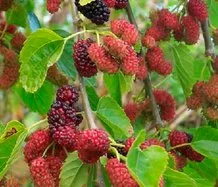 Mulberry, dud, mure, tutnik - reproducere, plantare, cultivare, îngrijire