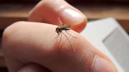 A tudósok felfedezték, hogyan szúnyogok meg és választhatja ki a zsákmány