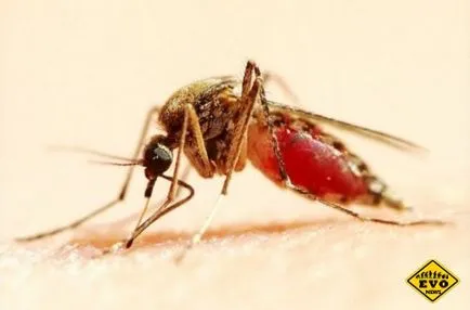 A tudósok azonosítottak szúnyogok kiválasztott áldozat