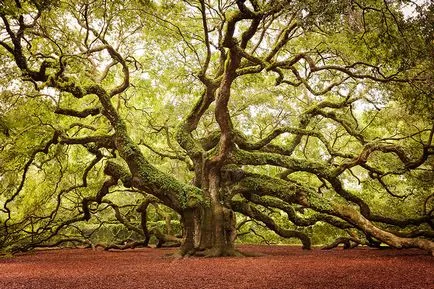 Невероятни снимки на най-красивите дървета в света