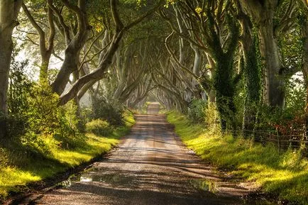 Невероятни снимки на най-красивите дървета в света