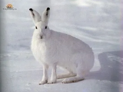 За проследяване на дивия заек в снега (powdergramm)