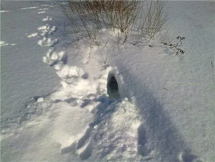 За проследяване на дивия заек в снега (powdergramm)