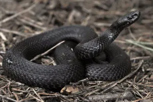 Viper Sting tünetek, hatások, elsősegély