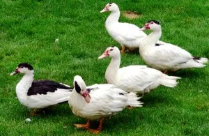 Duck Mulard táplálkozásuk és megfelelő termesztési
