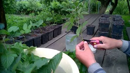 Грижа и отглеждане на къпини в страната от семена, от издънки, видео и снимки