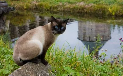 Грижа за сиамски котки