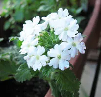 cultivare Verbena, plantare