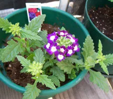 cultivare Verbena, plantare