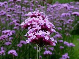 perene Verbena