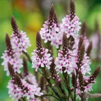 perene Verbena