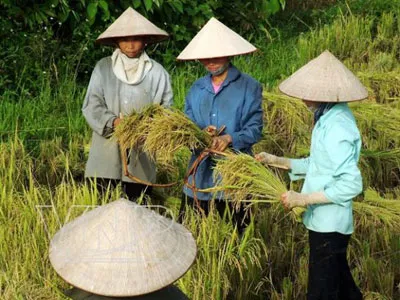 Vietnam, vietnamez conic de palmier pălărie non