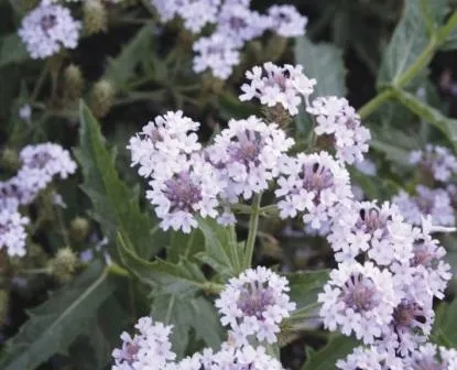 perene Verbena