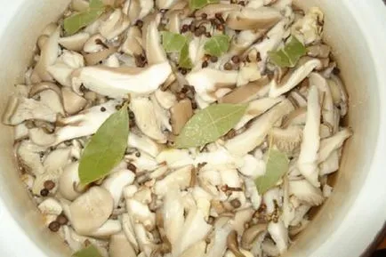 Laskagomba, konzerv a téli finom receptek fotókkal, hogyan lehet megőrizni osztriga