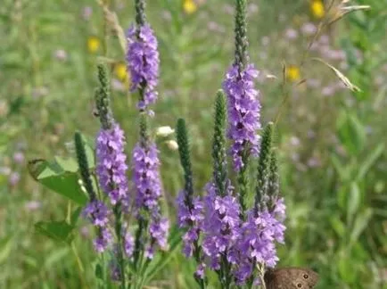 perene Verbena