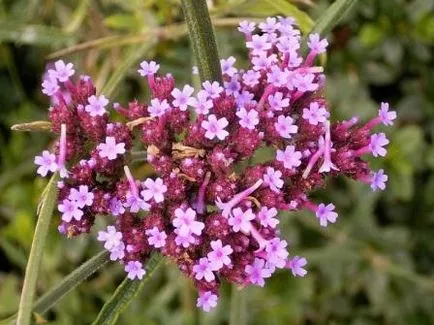 perene Verbena