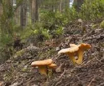 Cultivarea chanterelle