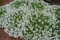 Отглеждане Alyssum (65 снимки) от семена, описание, засаждане, поливане, торене, грижа