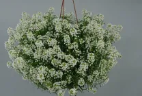 Növekvő Alyssum (65 fotó) a magokat, leírás, ültetés, öntözés, műtrágyázás, gondoskodás