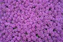 Отглеждане Alyssum (65 снимки) от семена, описание, засаждане, поливане, торене, грижа