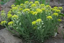 Отглеждане Alyssum (65 снимки) от семена, описание, засаждане, поливане, торене, грижа