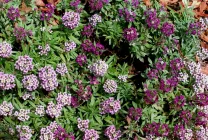 Отглеждане Alyssum (65 снимки) от семена, описание, засаждане, поливане, торене, грижа