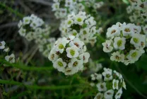 Növekvő Alyssum (65 fotó) a magokat, leírás, ültetés, öntözés, műtrágyázás, gondoskodás