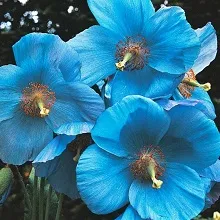 Отглеждане meconopsis, частна къща