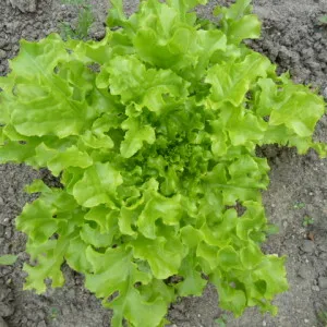 Cultivarea salata verde răsad - o grădină fără griji