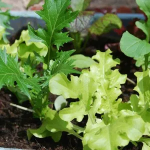Növekvő saláta palánta - kert gond nélkül