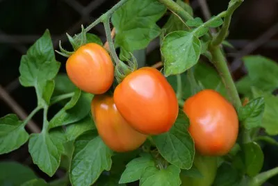 Cultivarea tomate în plantarea seră și îngrijirea