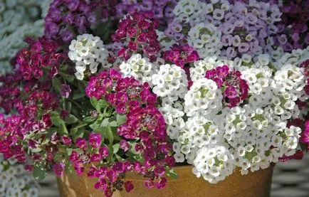 Отглеждане Alyssum (65 снимки) от семена, описание, засаждане, поливане, торене, грижа