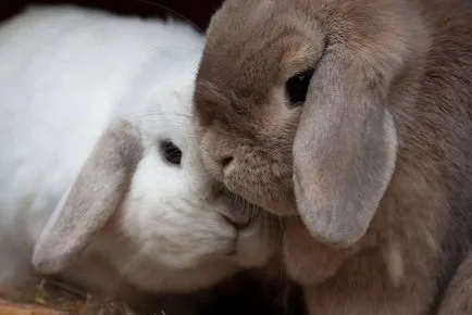 Lop уши зайци - невероятни животни